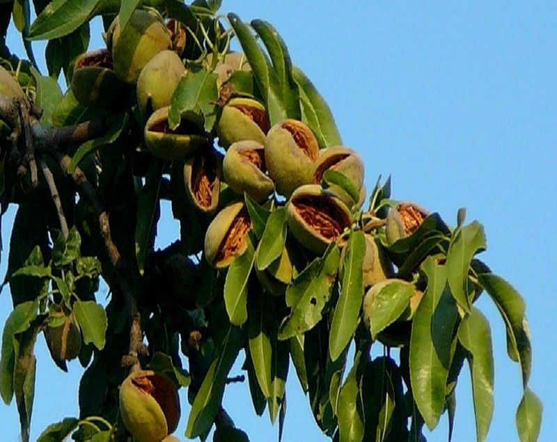 Бодом кучатлар 1 -сорт.  Нави килич ва олтиарик.