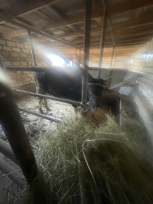 БҰҚА сатылады 3жасар