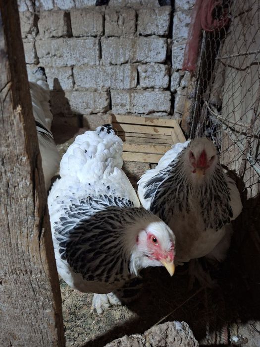 Брама товук хурозлари сотилади