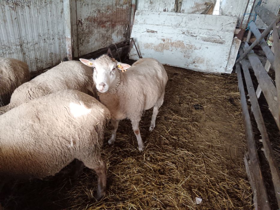 Oi de rasa de carne, schimb și cu tractor