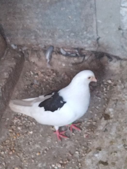 Vand porumbei jucatori galateni si voiajori albi