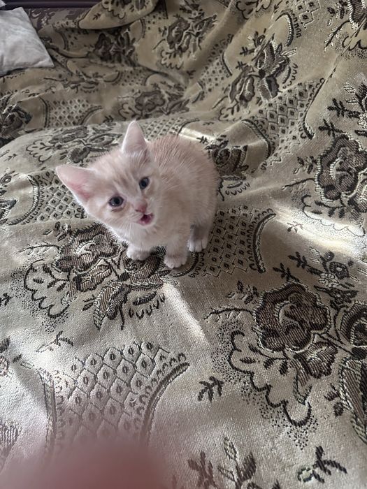 Отдам котят 2 мальчика