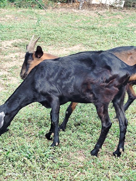 Schimb capra cu  cereale