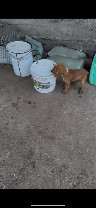 Продам щенка спаниель