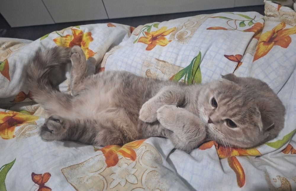 Вислоухая шотландка