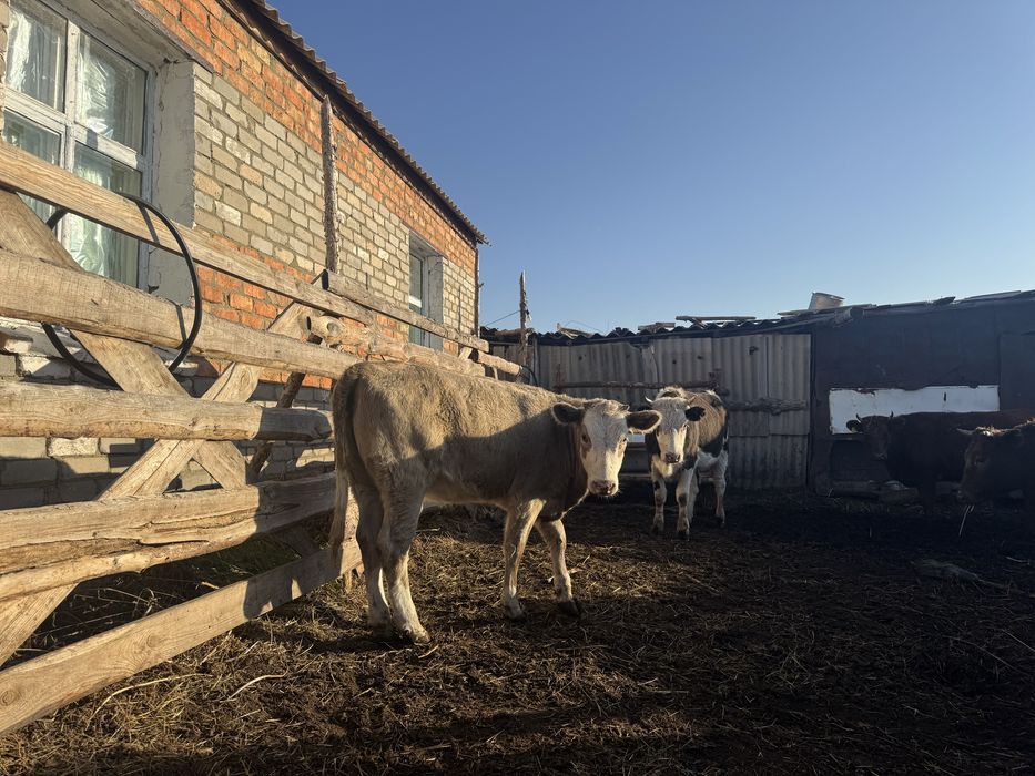 Продам только всех сразу 20 телок