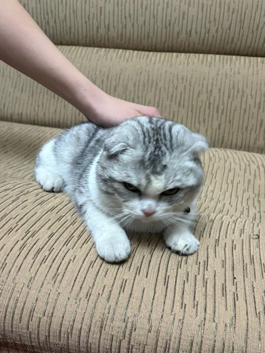 Продам кота в свящи с переездом