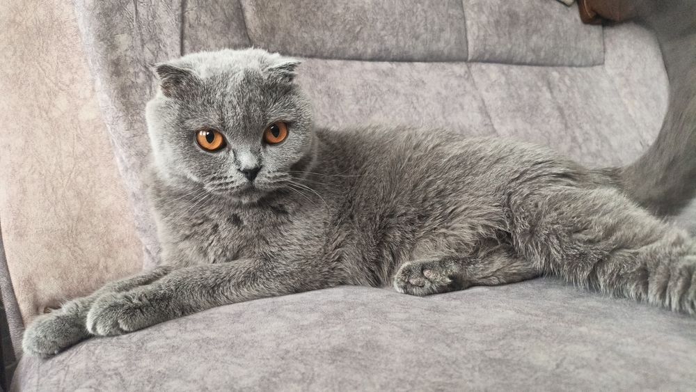 Skotish fold 1yosh 1 yarim oylik sotiladi