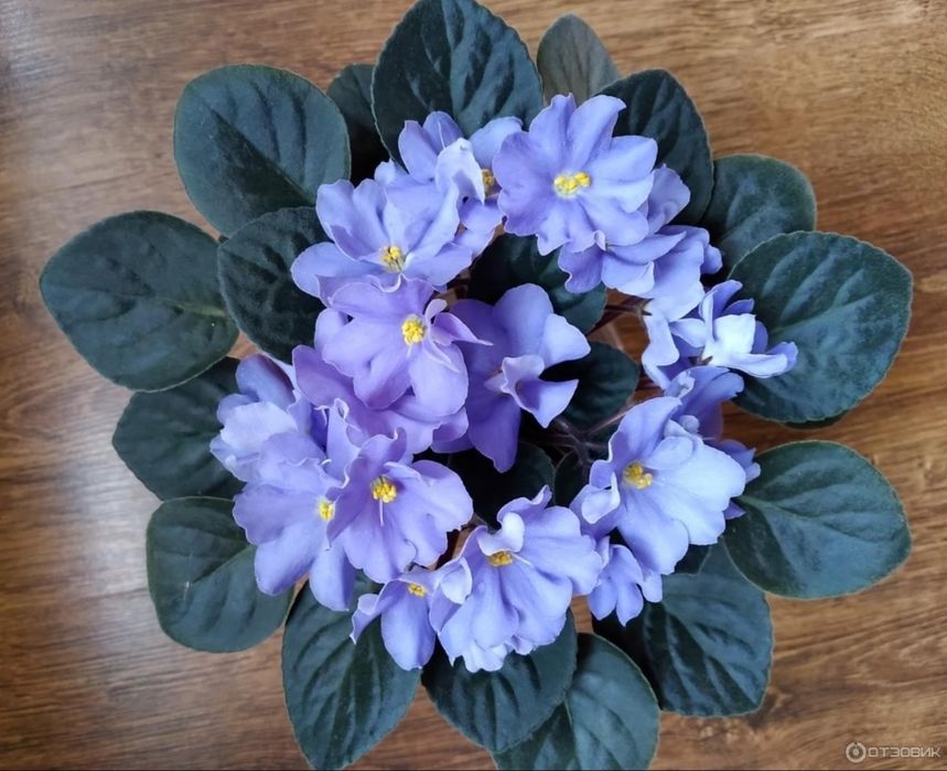 Детки сортовых фиалок