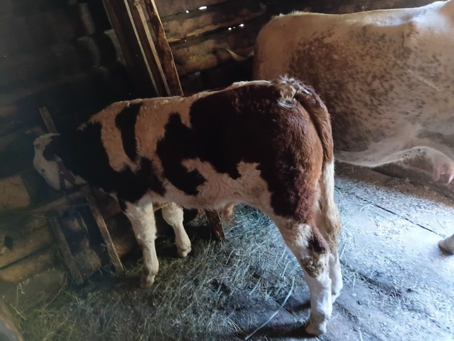 Vind vitel de 5 luni