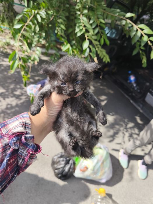 Отдам котят в хорошие Руки