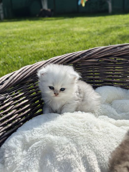 Scottish longhair CU PEDIGREE