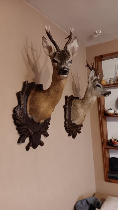 Препарирани сръндак 2бр.