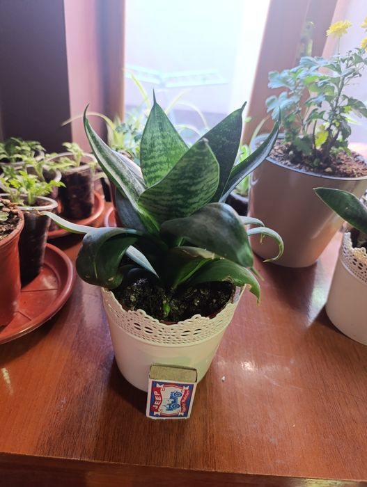 Sasiveriya hlorafitum spatifilum guli Комнатный растения