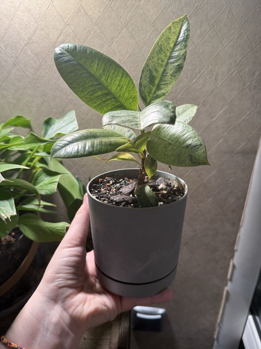 Фикус Шривериана Муншайн