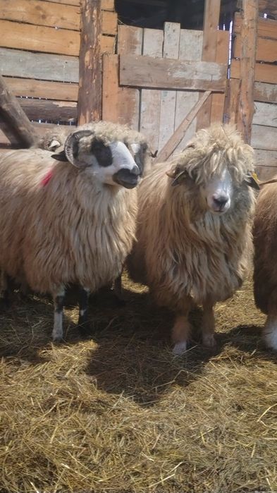 Oi tinere  de vânzare