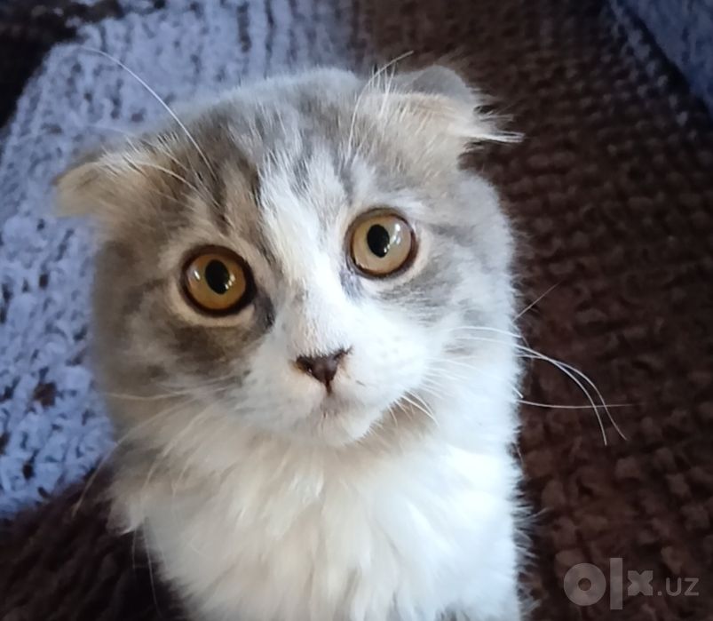 Пушистый Скоттиш фолд