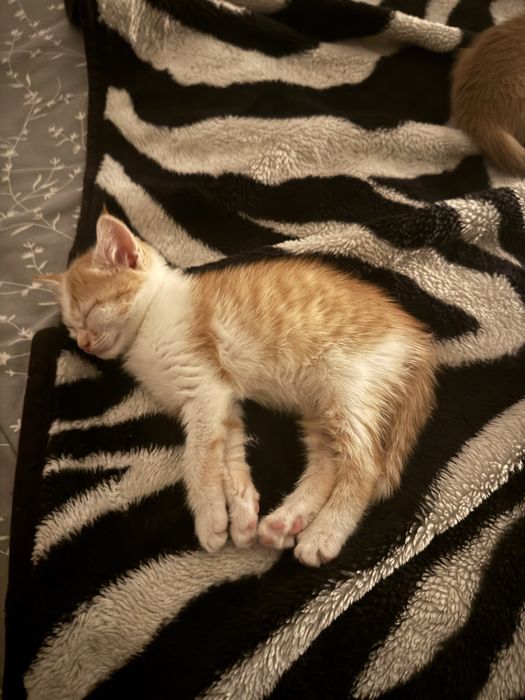 Отдам в добрые руки котенка
