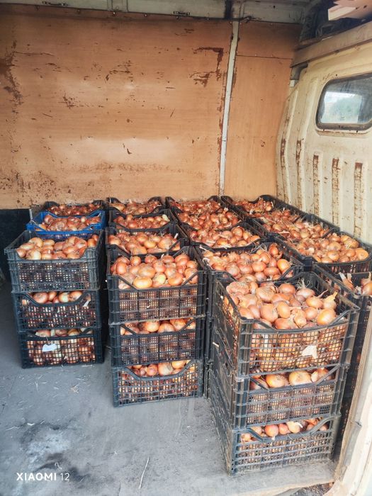 Продавам Лук  Лясковец и Щутгарт- 1,20лв/кг. +Дини+Пъпеш