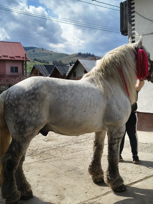 Vând harmasar de 8 ani foarte cuminte lucrat la pădure