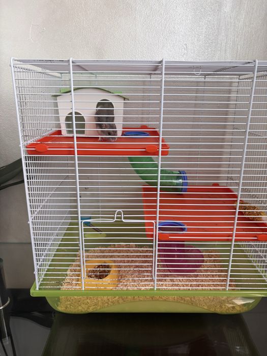 Hamster + cusca