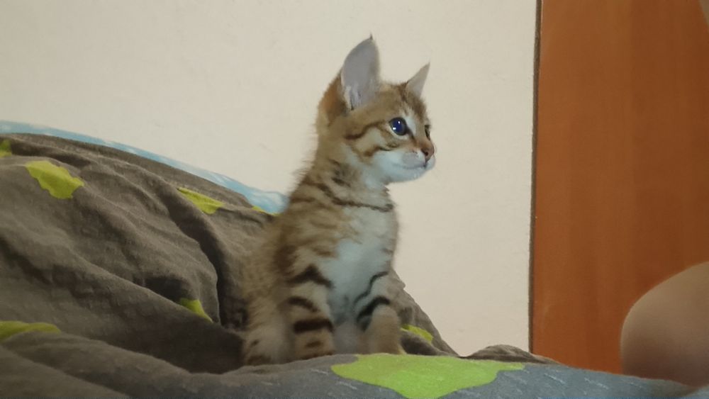 отдам в хорошие руки