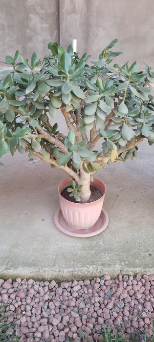 Гуллар сотилади.