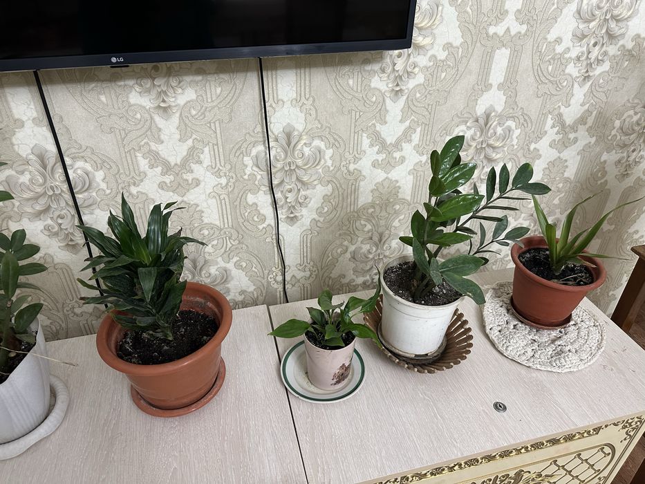 Гүлдер цветы комнатные растения