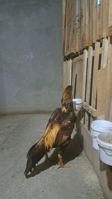 Бойцовый петух дакан