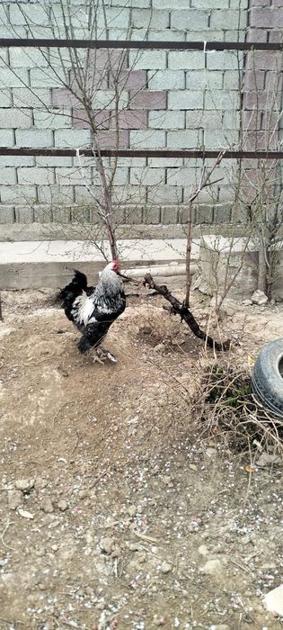 Петухи-5000 тенге