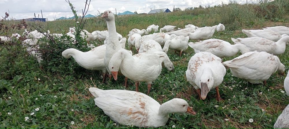 Продам гусей, живьем