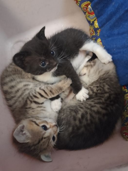 котята бесплатно