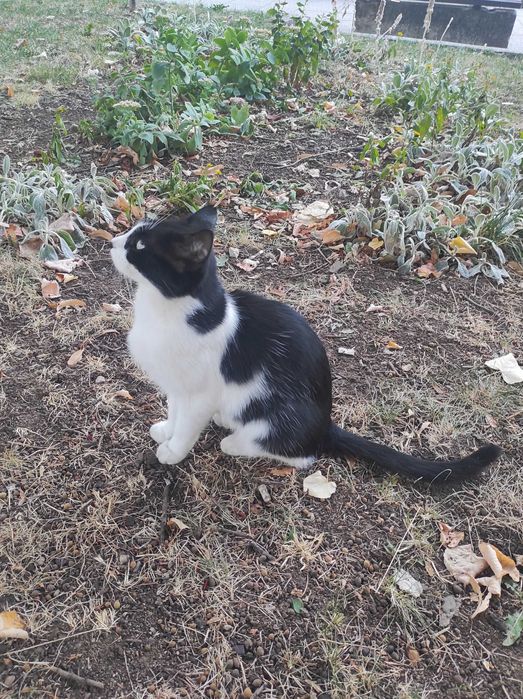 Доли, 2-годишна, супер социална, търси дом!