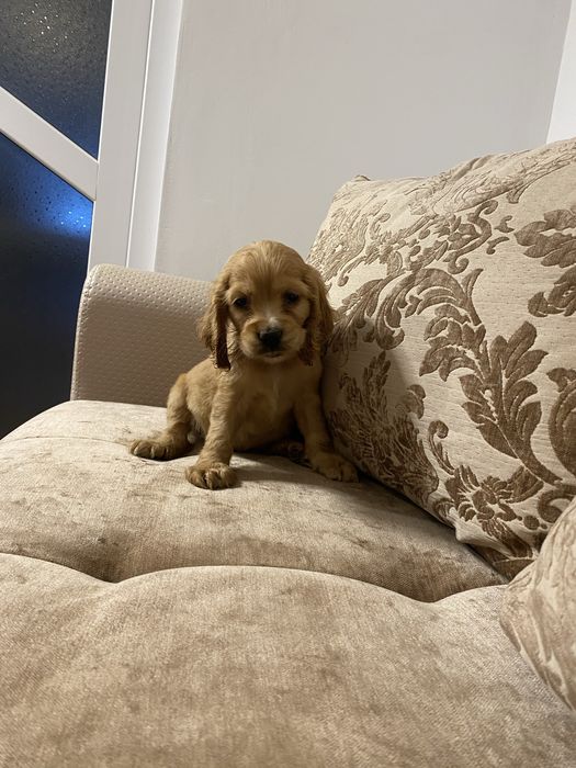 Cocker Spaniel disponibil
