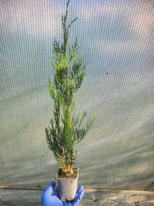 Leylandii Green Rocket 40 cm