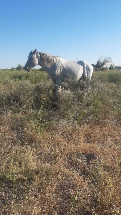 Айғыр сатылады..