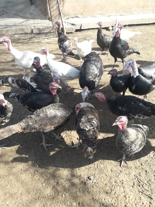 Индюки самец самки