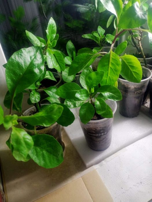 Продам Шпинат Джинура