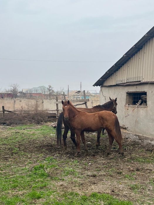 Бие құлынымен сатылады