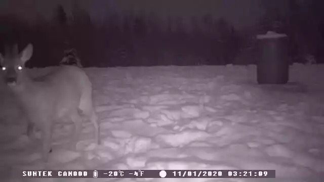 Camera supravegheat stupi , cabane , animale salbatice , santiere !!