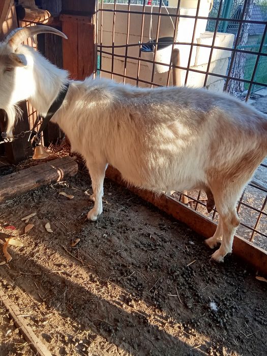 Capră saanen bună de lapte