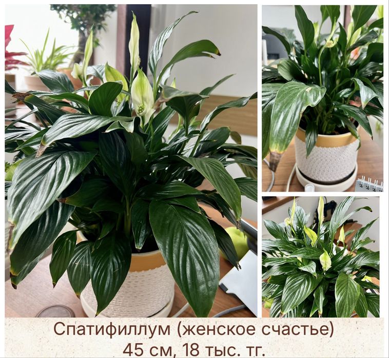 Комнатные растения: