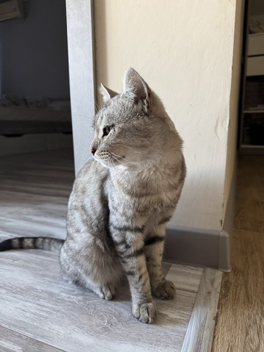 Отдам котика беслатно