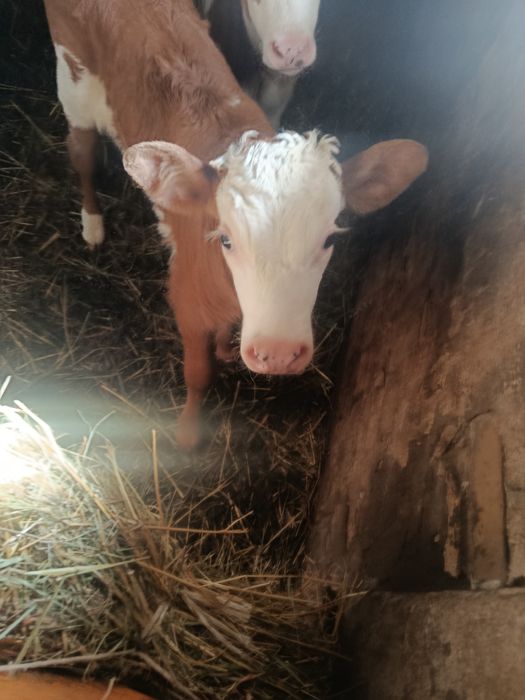 Теленок 20 дней -бычек