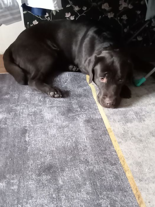 Ищу девочку для вязки