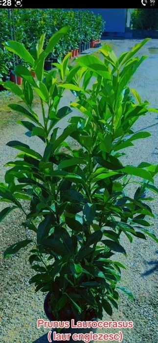 Copaci de vanzare Mesteacăn  Tei Platan Leylandii