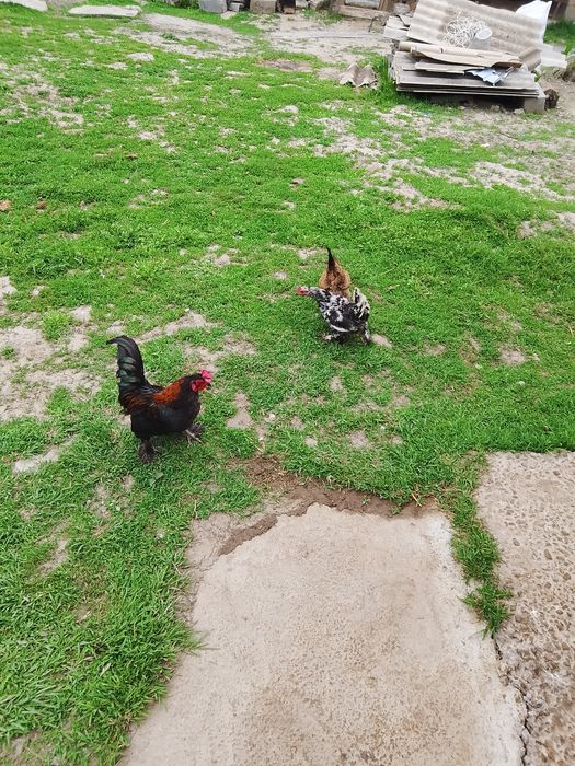 Японский сатылады