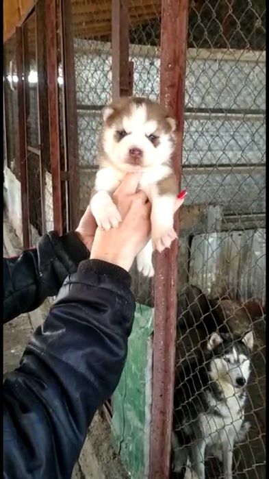 шоколадная девочка хаски голубоглазая