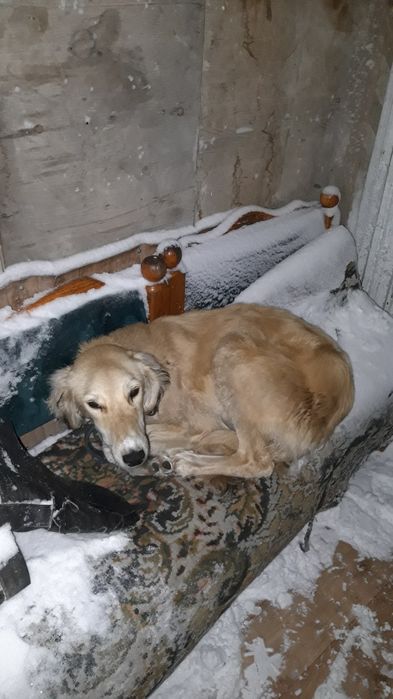 Тазы сатылады маткаға алдынғы аяғы қисық