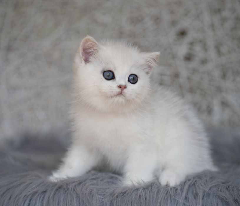 Британские котята